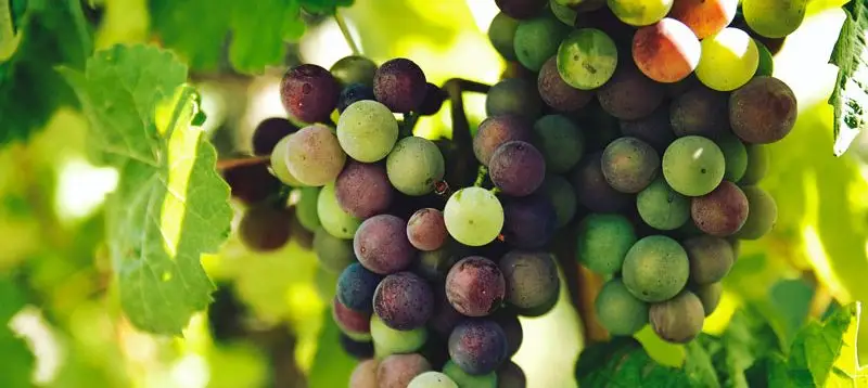 Grappe-de-raisin-dans-un-domaine-viticole